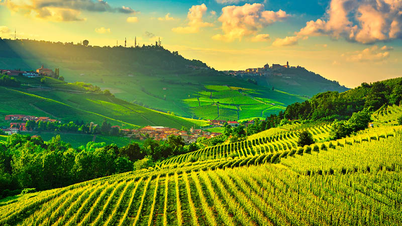 Vinodlingar i Piemonte